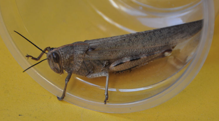 Locust in the bowl