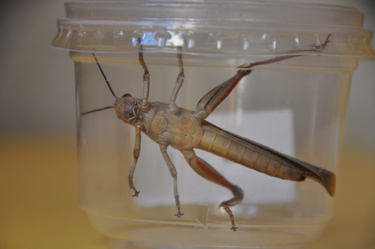 Locust in the bowl