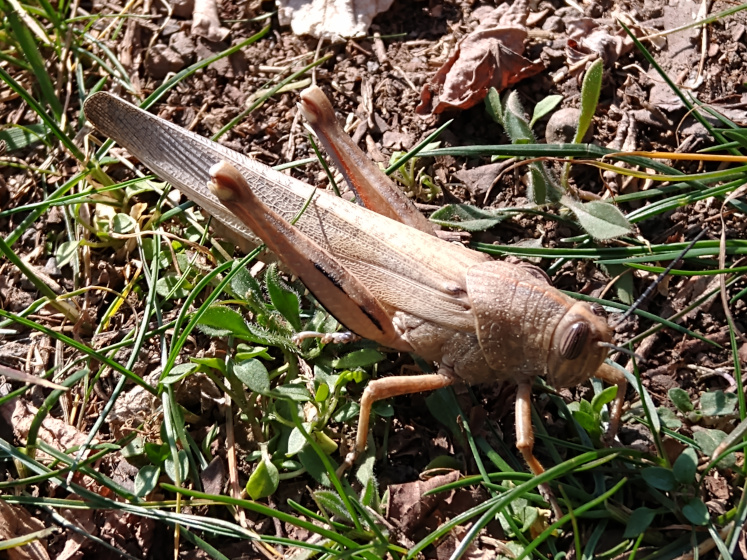 Locust in the park